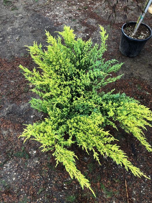 Vand tuia,  brazi, plante ornamentale, tuia glob,  ienupar tarator etc