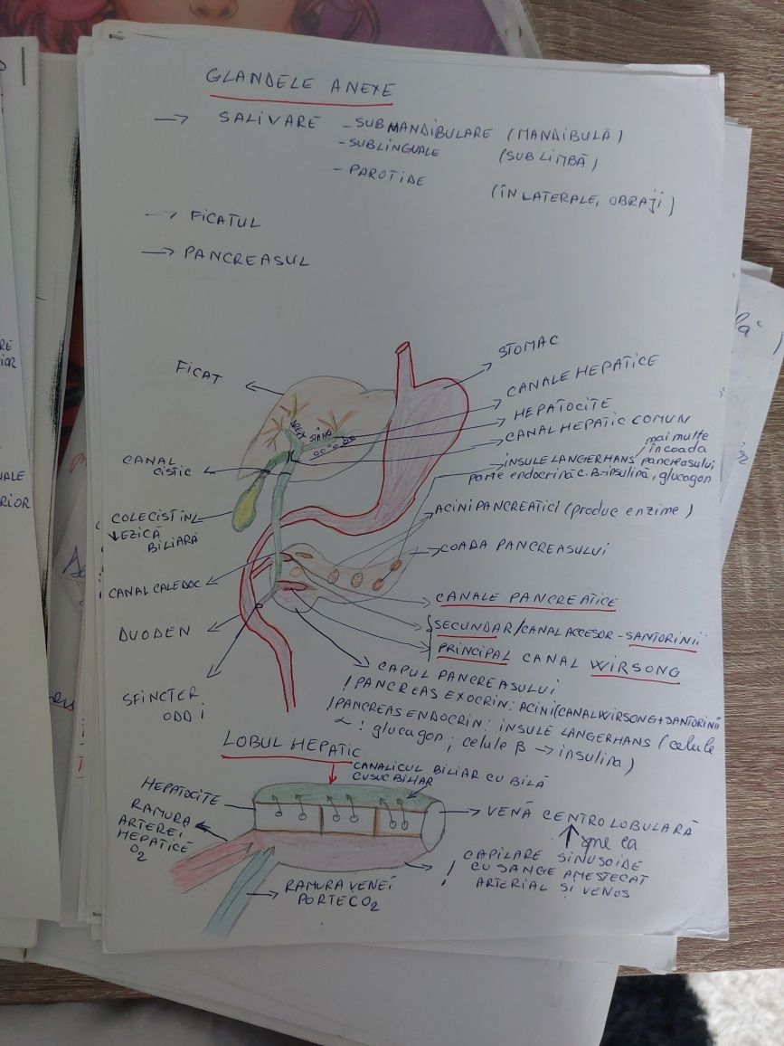 Materie biologie Corint