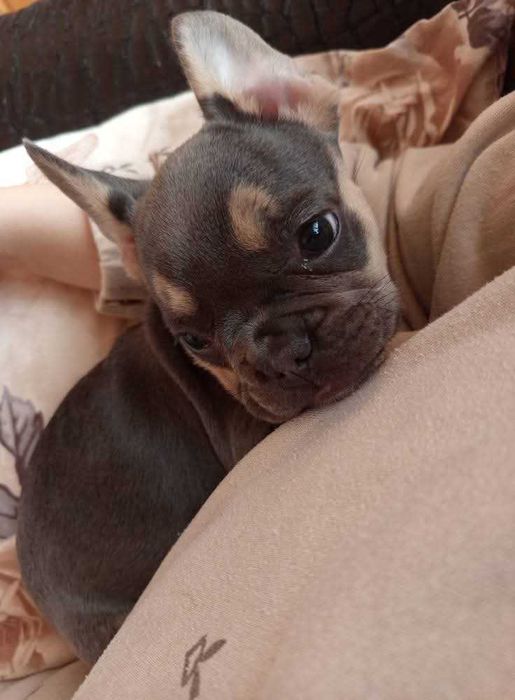 Френски булдог чистокръвна красавица