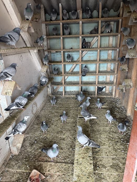 Porumbei zburati de vanzare