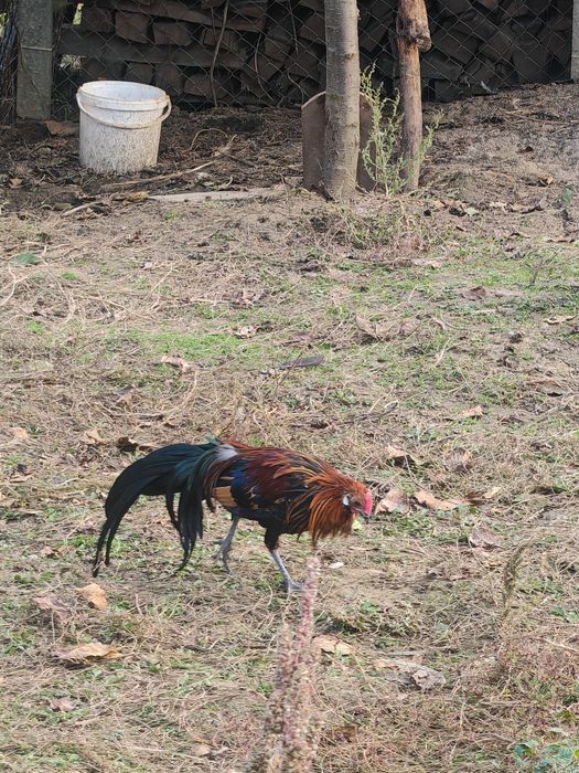 Pheonix pitic tineret