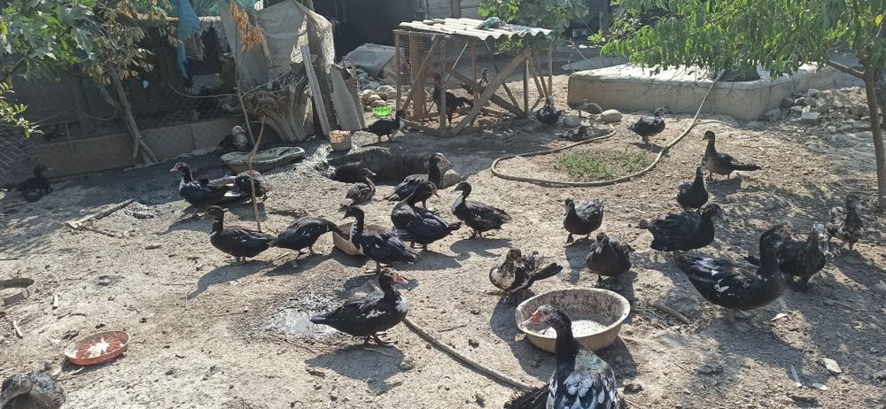 O'rdak sotiladi soni etmishta