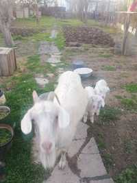 Продается коза с двумя козлятами