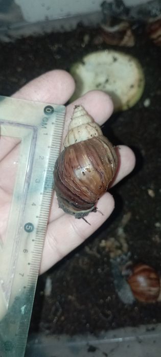 Ulitkala akti  muammosi borla uchun ham