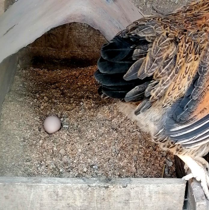 Домашние ,,яйца,,тухум!! 100% халял.халол