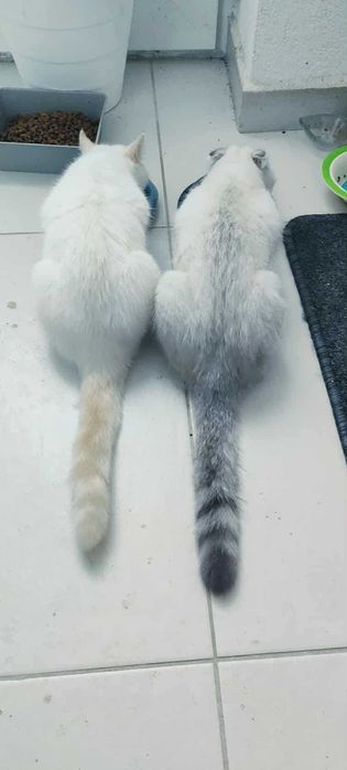 Шотлански късокосмести котета