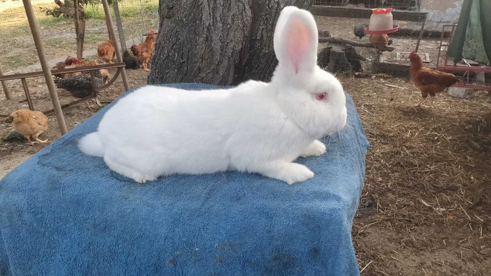 Iepuri neozeelandez alb