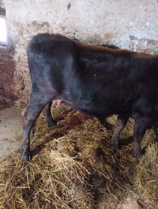 De vanzare mai multe detalii la telefon