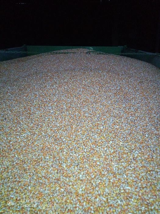 Vând porumb boabe 2025