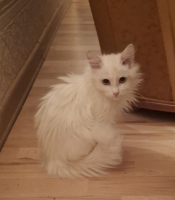 Белоснежный пушистый котенок-мальчик