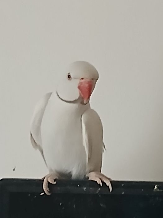 Papagal Micul Alexandru