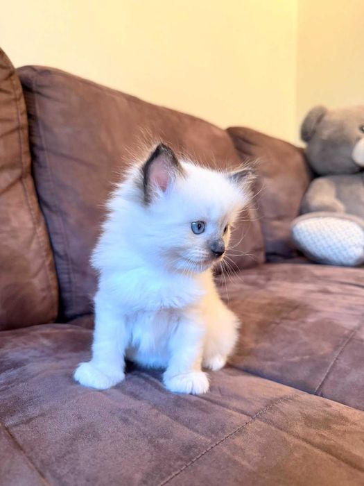 Регдол, рагдол, раг дол, рег дол