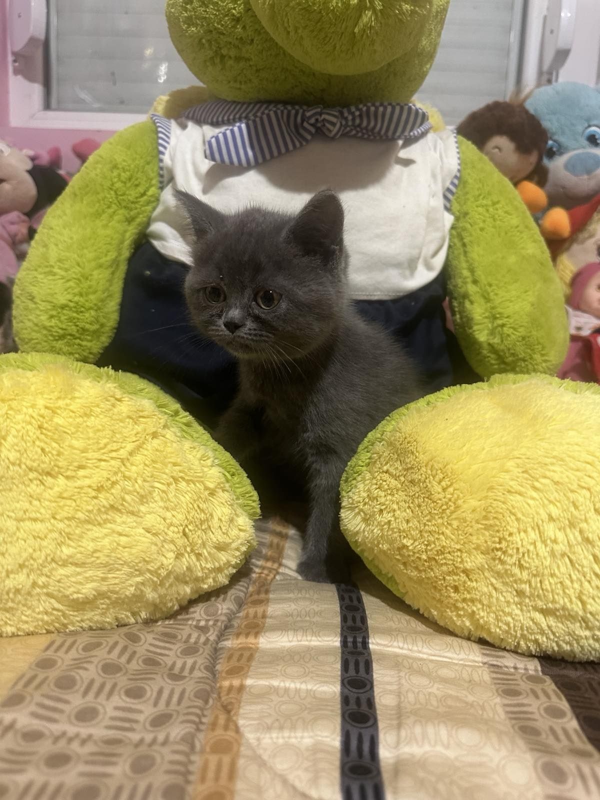Британски котета