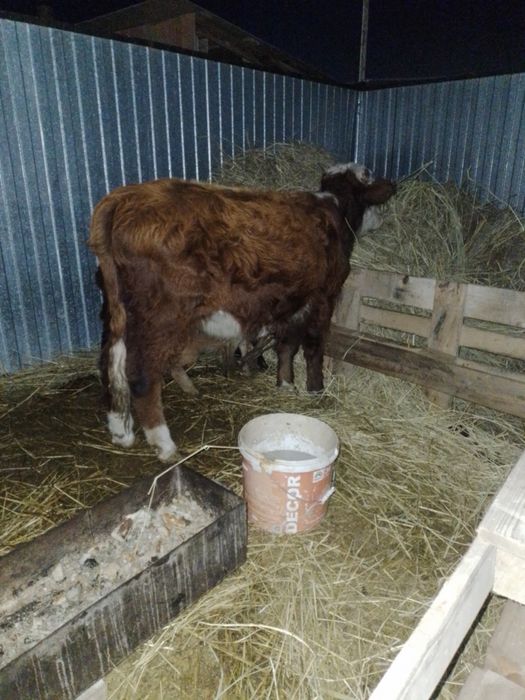 Продам срочно срочно