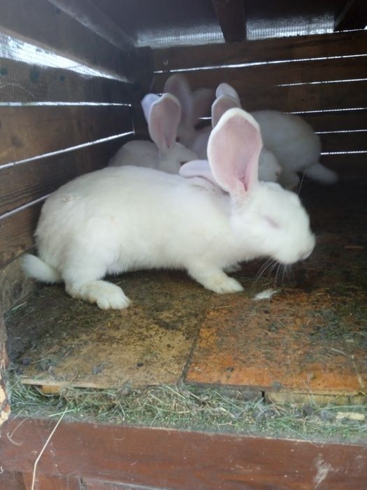 Vând iepuri de 7 luni German.