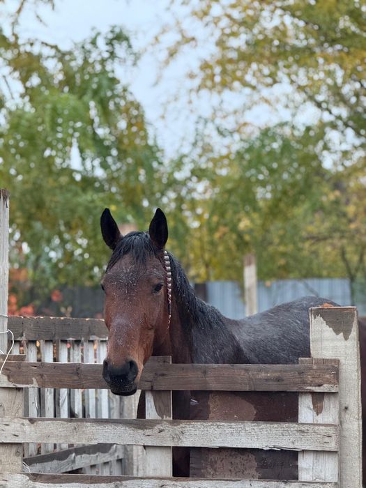Агылшын Дөнен шыкпа