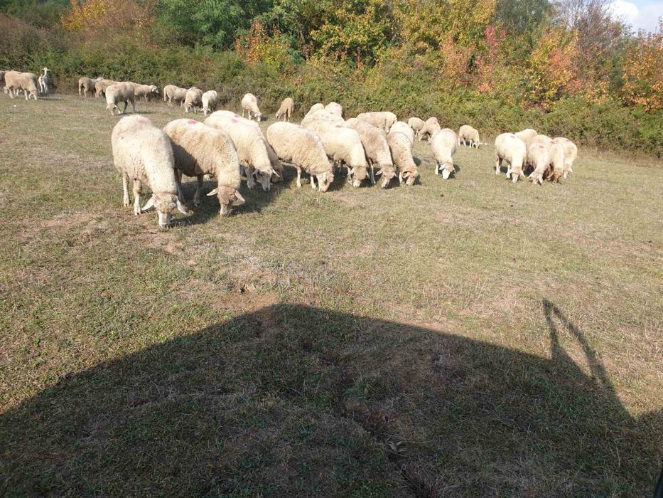 Продавам овце цигай