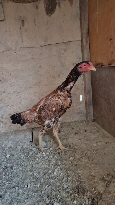 Тунка тож хуроз карес макиён турк макиён