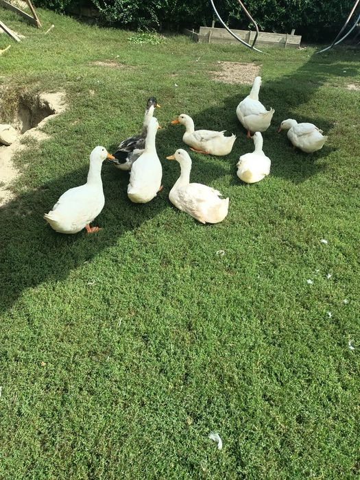 Vând  rate bune pt taiat