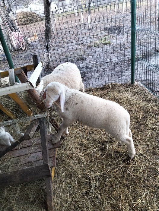 Vând oii bergamasca