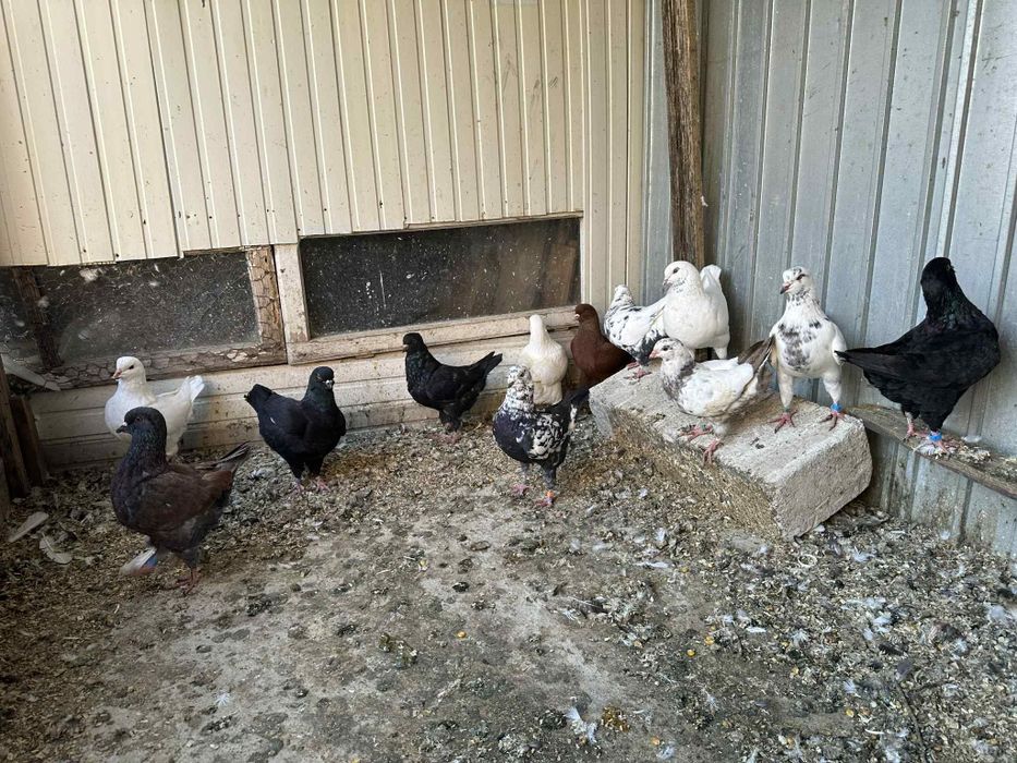 Vând porumbei kingi