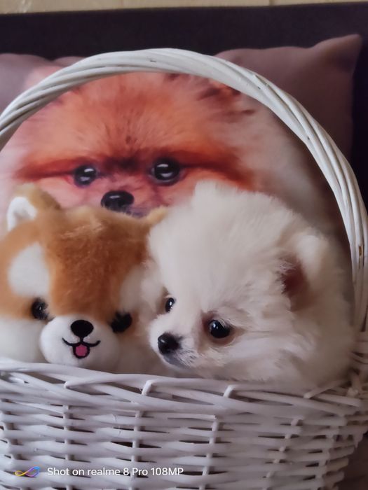 Померашка девочка