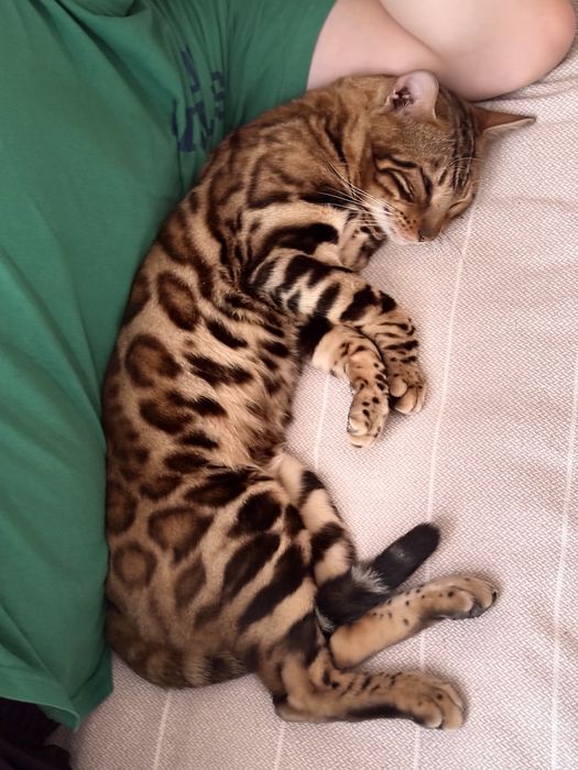 кот бенгаль 12месяц