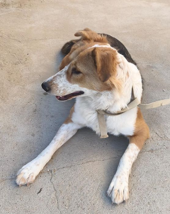 Собака ищет хороший дом