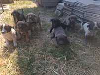 Cane corso cu ciobanesc