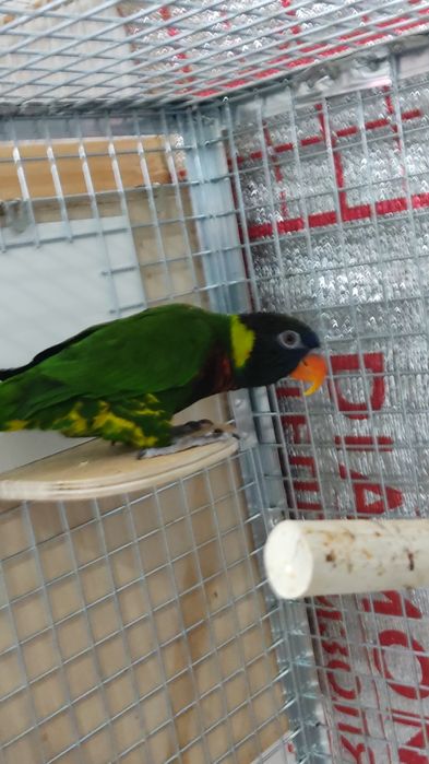 Попугай Лори самец. Продам