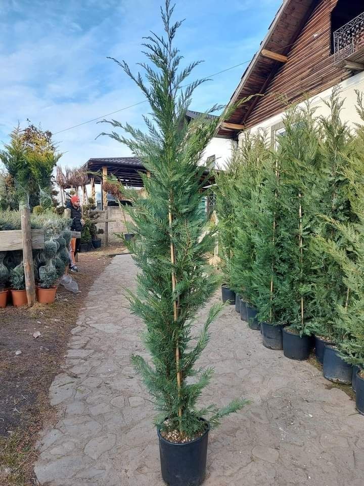 Leylandii gard viu / tuia smaragd-columnaris gard viu. Mesteacăn alb