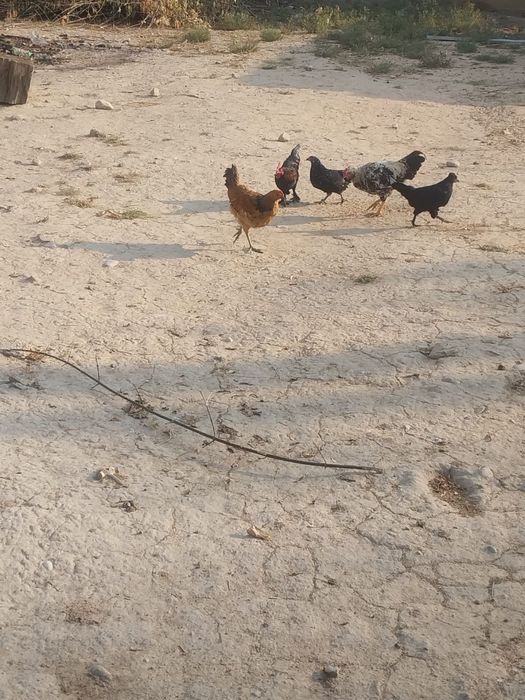 японский куры и петухи