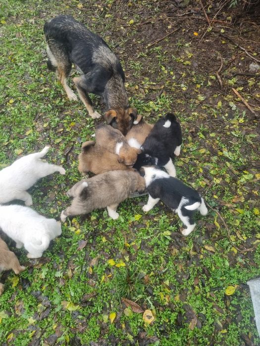 Adopție caini , băieți si fete