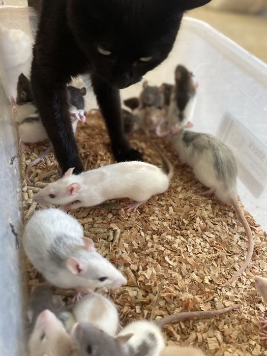 Șobolani cuminti si inteligenti