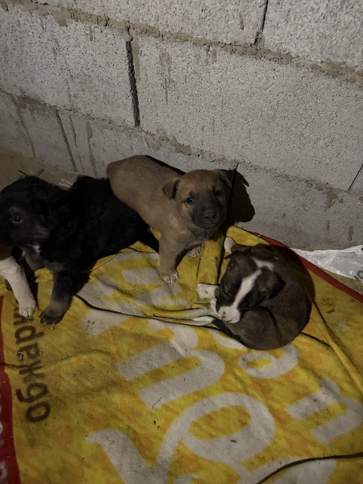 Щенки отдам даром