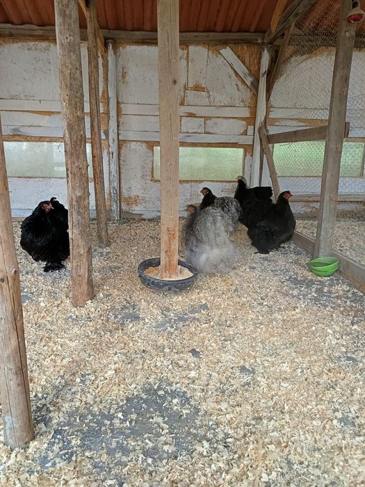 De vânzare cochinchina uriaș