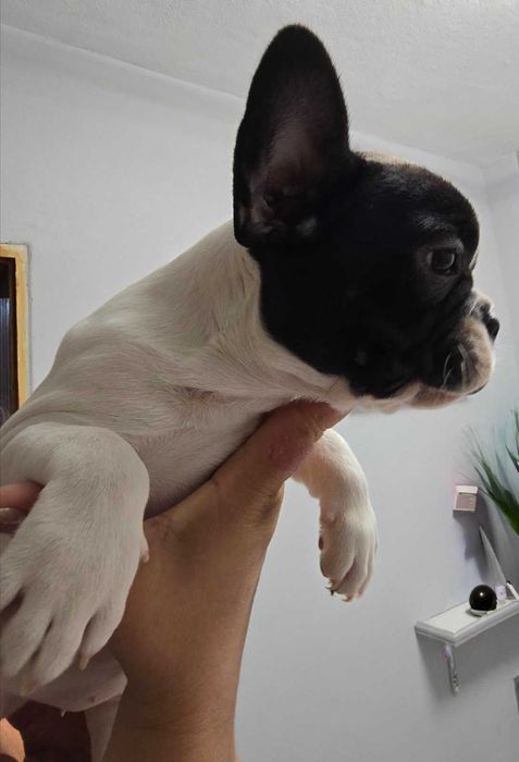 Френски булдог бебета