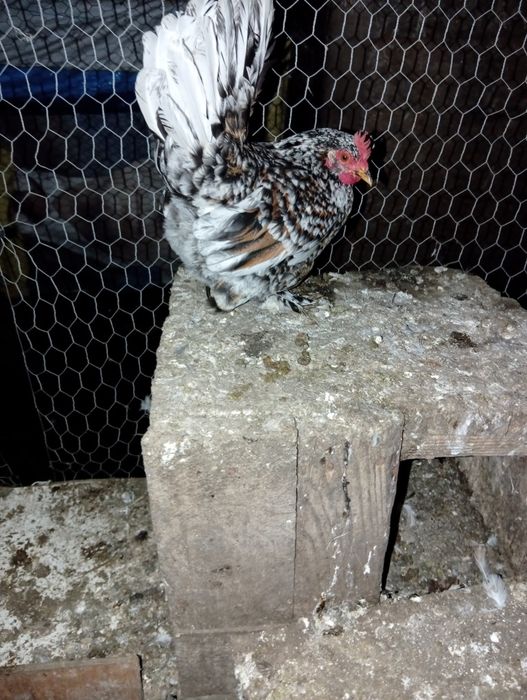 Vând găini și cocosi americani..