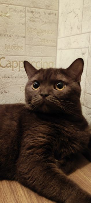 кошка по имени сюзи