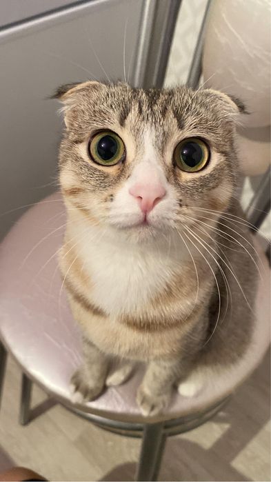 Британский мысық