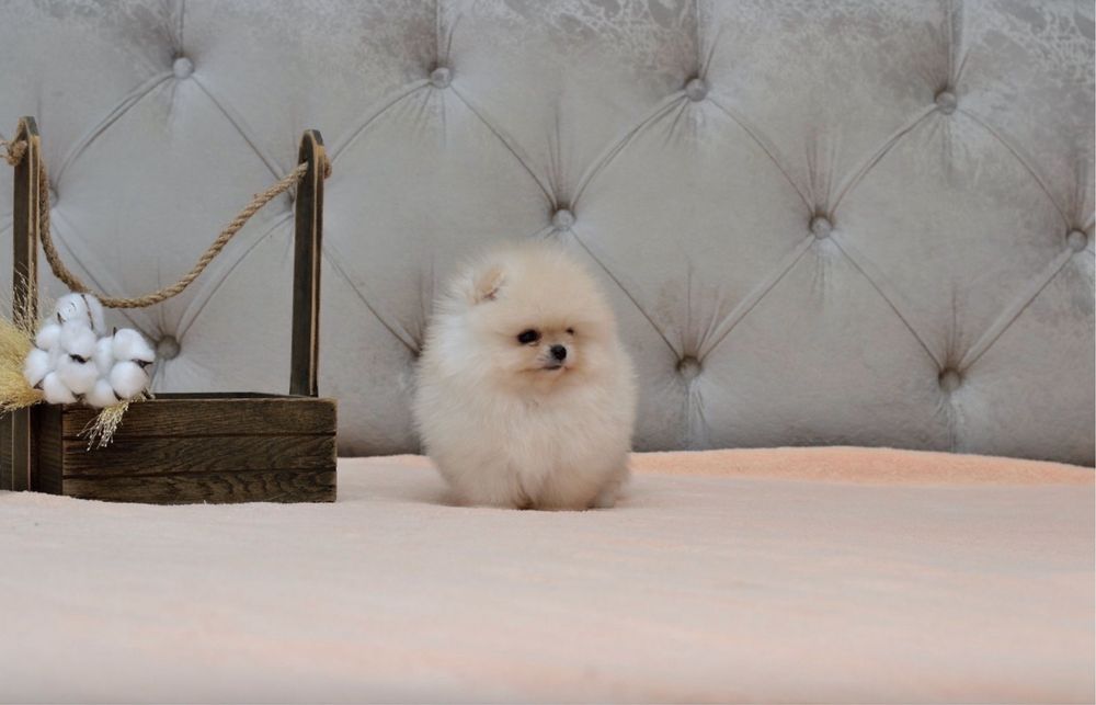 Pomeranian cu pedigree!