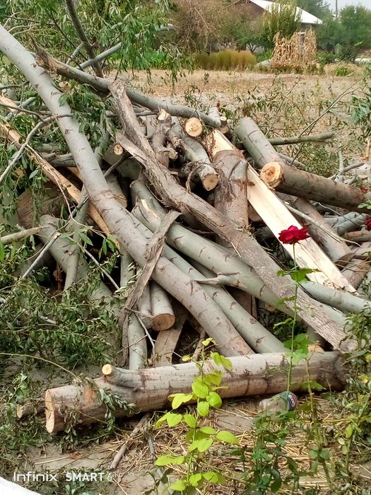 Мевали дарахт ўтинлари