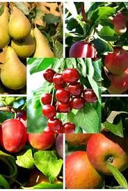 Pomi Fructiferi Clasici