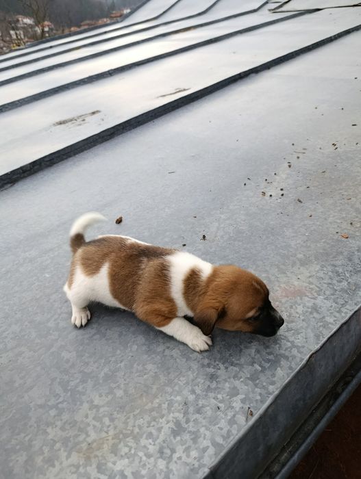 Продавам малки кученца