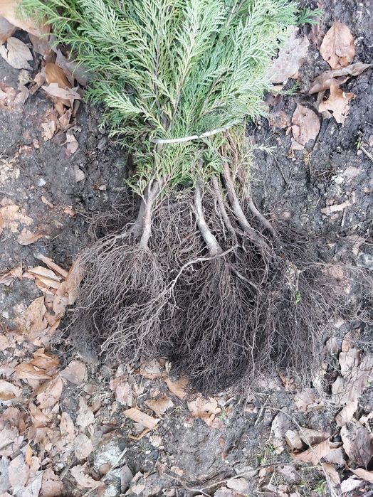 Puieti chiparos albastru- Camaecyparis lawsoniana