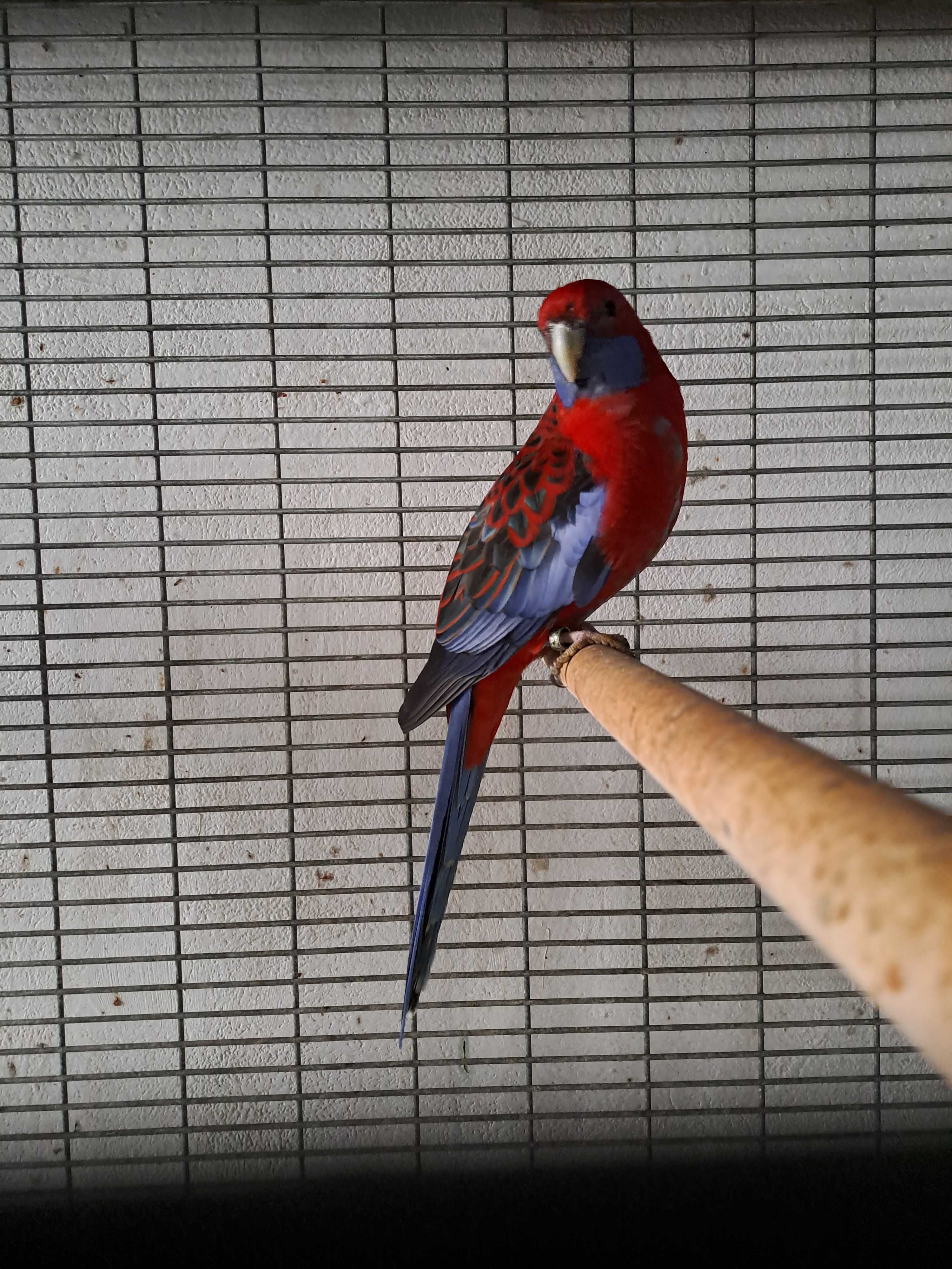 Papagalii rosella