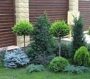 Vând și livrez plante magnolie, trandafiri, Tuia, Platan, mesteacăn