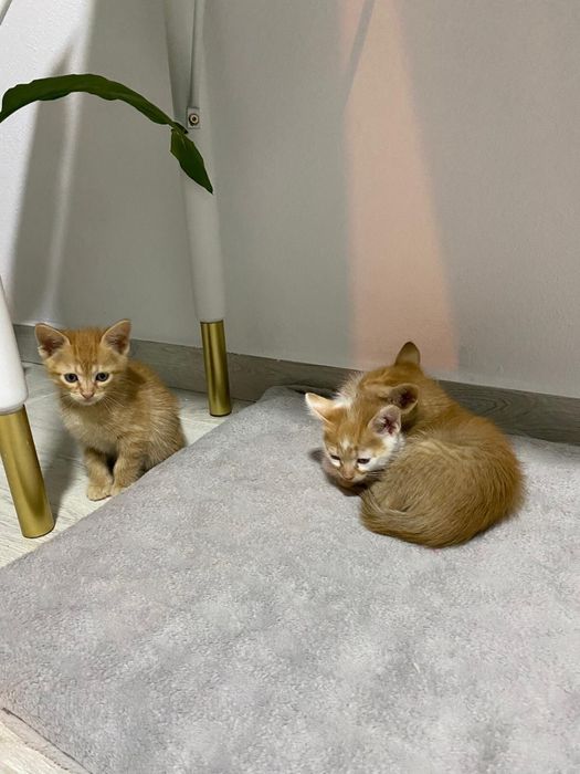 Pisicuțe Adoptie