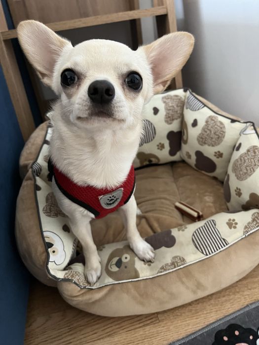 Мальчик чихуахуа ищет невесту