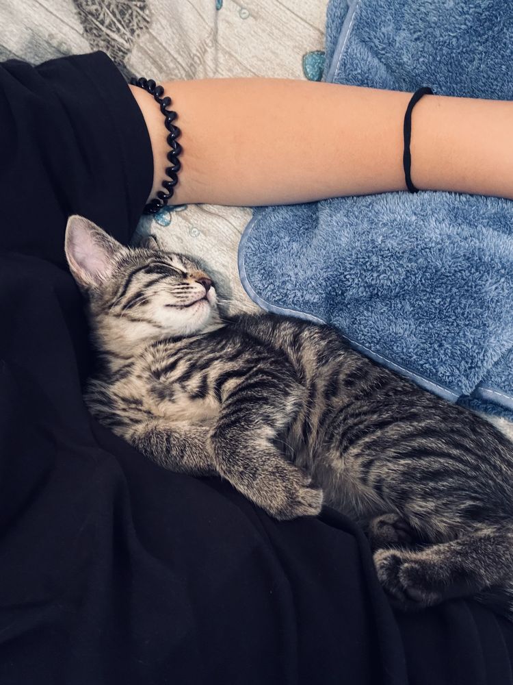 Отдам котенка в добрые руки